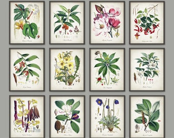 Botanical Print Set - Etsy