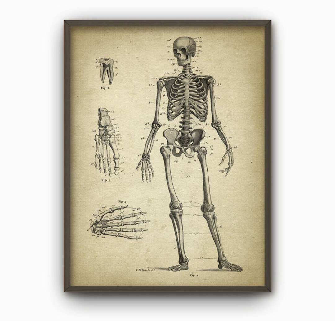 Human Skeleton #5, Antique Anatomy Wall Art Poster, Human Bone ...