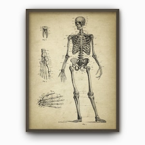 Human Skeleton #5, Antique Anatomy Wall Art Poster, Human Bone Structure, Skeletal System