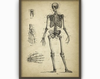Human Skeleton Antique Anatomy Wall Art Poster #5 - Human Skeleton Poster - Biology Student Gift Idea - Antique Anatomy Home Decor