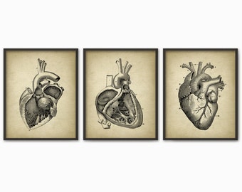 Heart Anatomy Print Set of 3 - Human Heart - Left And Right Auricle - Ventricle - Heart Illustration - Human Biology Student Gift Idea