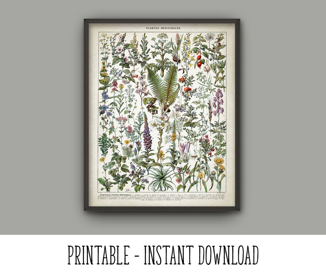 PRINTABLE Medicinal Plants Print Herbalism Plant Decor - Etsy