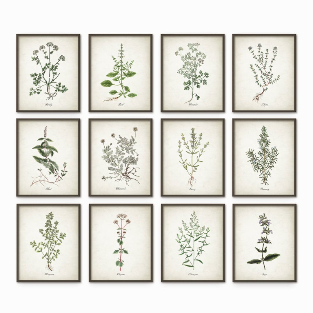 Kitchen Herbs Wall Art Print Set of 12, Vintage Botanical Herb Prints ...