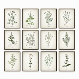 Kitchen Herbs Wall Art Print Set of 12, Vintage Botanical Herb Prints, Rustic Farmhouse Kitchen Decor, Antique Illustrations Gallery Wall