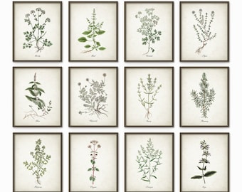 Kitchen Herbs Wall Art Print Set of 12, Vintage Botanical Herb Prints, Rustic Farmhouse Kitchen Decor, Antique Illustrations Gallery Wall