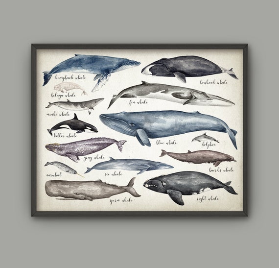 Whale Comparison Chart