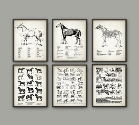 Equine Anatomical Charts