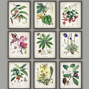 Puede incluir: Nueve ilustraciones bot&aacute;nicas vintage de flores y plantas en una disposici&oacute;n de cuadr&iacute;cula. Cada ilustraci&oacute;n est&aacute; enmarcada en un marco negro y presenta un dibujo detallado de una especie diferente, incluido el nombre cient&iacute;fico.