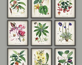 Antique Botanical Plant Set Of 9, Green Wall Decor, Vintage Flower Art, Rustic Gallery Wall