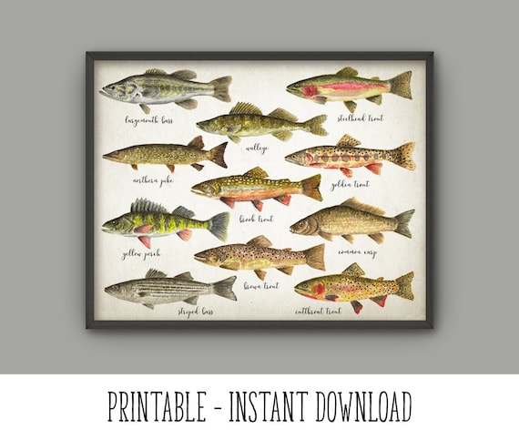 PRINTABLE Fishing Wall Art Print, American Fish Watercolor Painting, Fly  Fishing Art Trout Bass Pike Perch Pike Walleye INSTANT DOWNLOAD