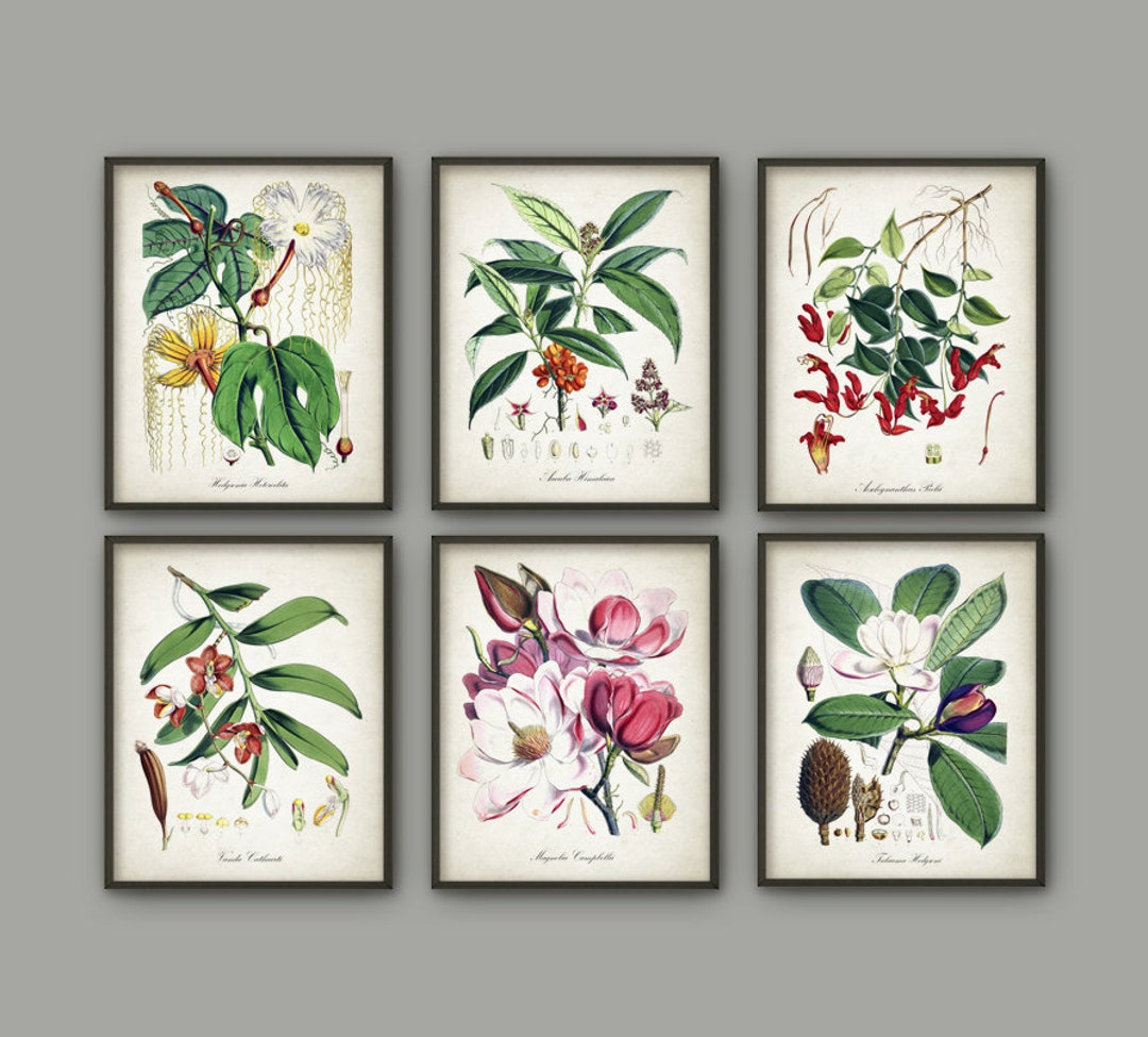 Antique Botanical Print Set of 6 - Vintage Flower Botanical Home Decor ...