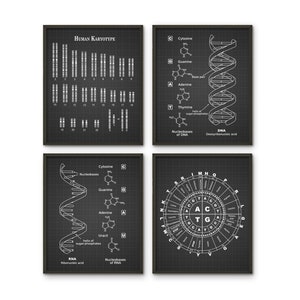 Peut inclure: Un ensemble de quatre illustrations en noir et blanc sur un fond quadrillé. Les illustrations représentent le caryotype humain, la structure de l'ADN, la structure de l'ARN et une roue à codons. Les illustrations sont encadrées en noir.