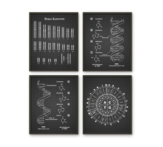 DNA Print Set Of 4, DNA, RNA, Amino Acids, X and Y Chromosomes, Genetic Code, Genetics, Molecular Biology, Science Student, Biochemistry Art