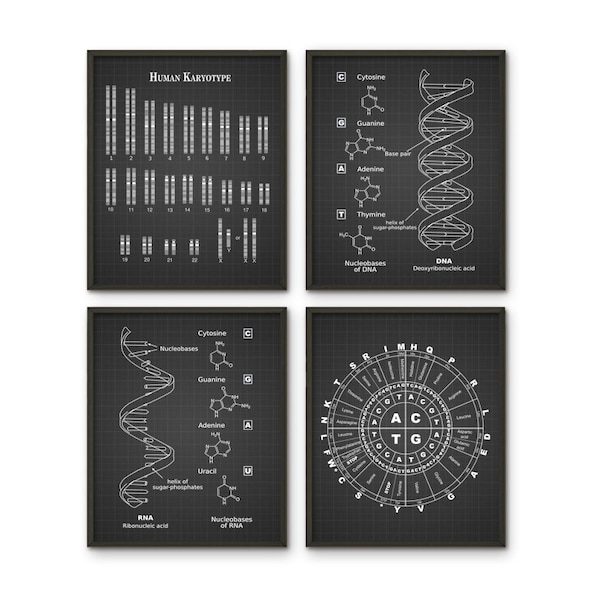 DNA Print Set Of 4, DNA, RNA, Amino Acids, X and Y Chromosomes, Genetic Code, Genetics, Molecular Biology, Science Student, Biochemistry Art