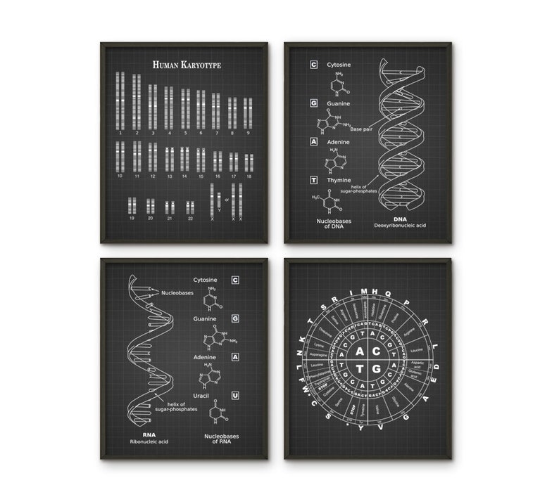 May include: A set of four black and white illustrations on a grid background. The illustrations depict the human karyotype, the structure of DNA, the structure of RNA, and a codon wheel. The illustrations are framed in black.