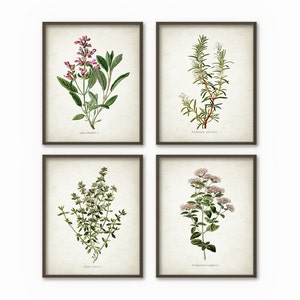 Oregano Rosemary Sage Thyme Kitchen Wall Art Print Set of 4 - Antique Botanical Home Decor - Herbs and Spices Wall Art