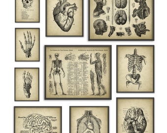 Human Anatomy Antique Art Print Set of 10 - Vintage Anatomy Home Decor - Antique Book Plate - Medical Student Gift Idea Picture Set of 10
