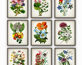 Flowers Print Set of 9 - Vintage Botanical Home Decor - Antique Book Plate Illustration - Giclee Flower Picture - Flower Print - AB67