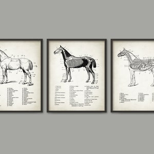 May include: Three black and white anatomical illustrations of a horse. The first image shows the exterior of the horse with numbered labels. The second image shows the skeletal system of the horse with numbered labels. The third image shows the internal organs of the horse with numbered labels.