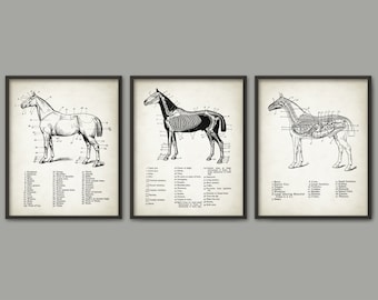 Horse Anatomy Print Set of 3 - Horse Illustration Prints - Veterinary Horse Anatomy Charts - Equine Skeletal Anatomy - Horse Riding Gift