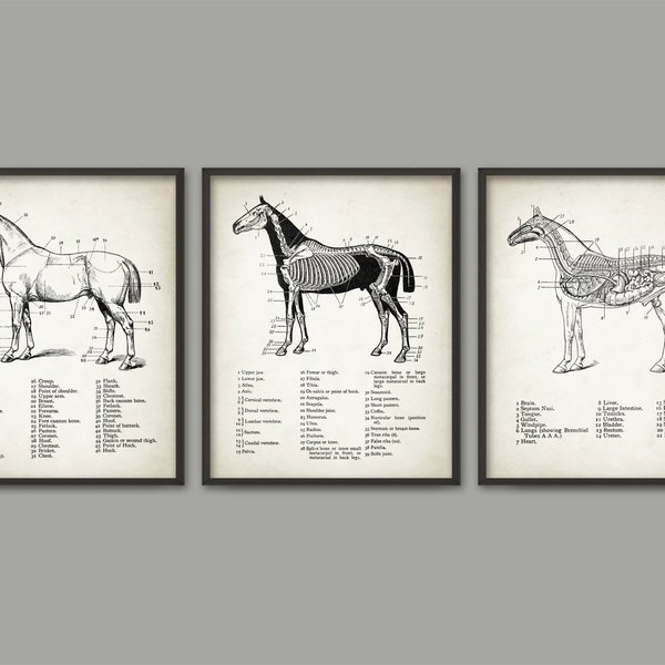 Horse Anatomy Print Set of 3 - Horse Illustration Prints - Veterinary Horse Anatomy Charts - Equine Skeletal Anatomy - Horse Riding Gift