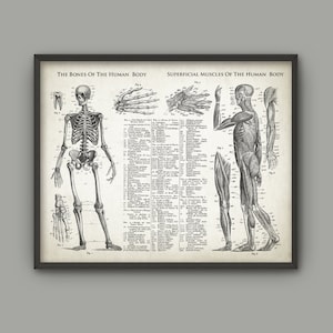 Bones And Muscles Of The Human Body Antique Anatomy Wall Art Poster - Human Skeleton - Biology Student Gift Idea -Antique Anatomy Home Decor