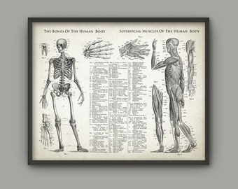 Bones And Muscles Of The Human Body Antique Anatomy Wall Art Poster - Human Skeleton - Biology Student Gift Idea -Antique Anatomy Home Decor