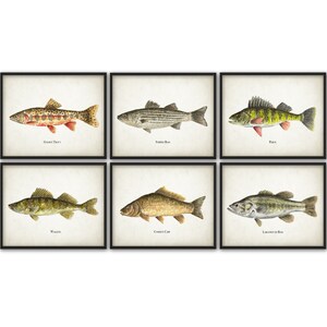 North American Fish Print Set Of 6, Watercolor Fish Painting, North American Lake And Stream Fish, Fishing, Angling, Angler, Fisherman Gift image 2