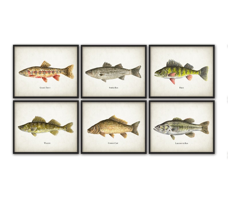 North American Fish Print Set Of 6, Watercolor Fish Painting, North American Lake And Stream Fish, Fishing, Angling, Angler, Fisherman Gift image 2