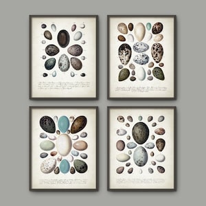 Bird Eggs Antique Illustration Wall Art Poster Set Of 4, Vintage Birds Egg Book Plates, Antique Ornithology Home Decor image 1