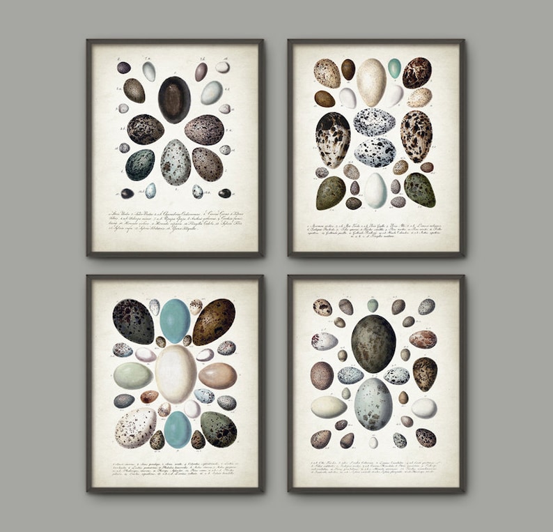 Bird Eggs Antique Illustration Wall Art Poster Set Of 4, Vintage Birds Egg Book Plates, Antique Ornithology Home Decor image 1