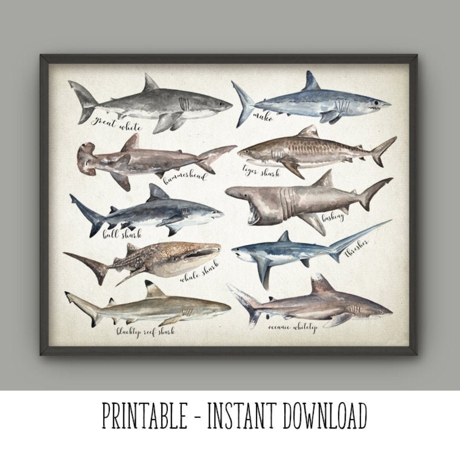 PRINTABLE Sharks of the World Wall Art Great White Shark | Etsy