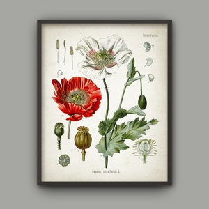 May include: Framed botanical print featuring detailed illustrations of poppy flowers and their parts. The artwork showcases a red and a white poppy, along with seed pods and leaves, all set against a vintage paper background. The print is encased in a black frame.