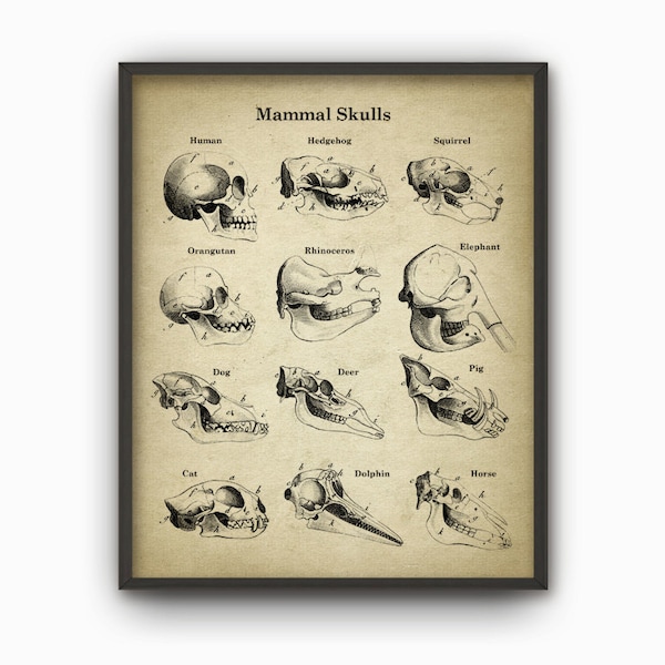Póster de anatomía de cráneos de mamíferos, impresión de ilustración de cráneo, cuadro de biología animal, arte científico esquelético