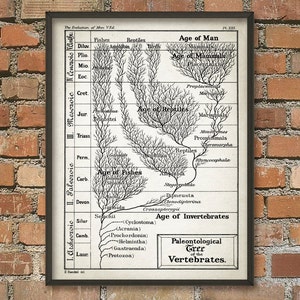 May include: A framed vintage print titled "Paleontological Tree of the Vertebrates." The black and white diagram illustrates the evolution of life, including fishes, reptiles, and mammals, with detailed branching lines and text.