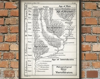 Paleontological Tree of the Vertebrates - Evolution Wall Art Poster - Evolution Wall Art Print - Tree of Life Poster - Biology Student Gift