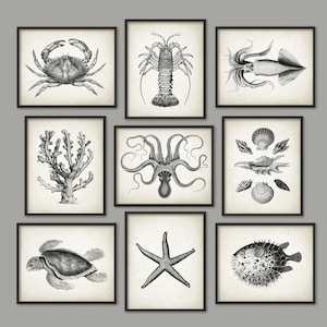 Può includere: Nove illustrazioni in bianco e nero di vita marina in stampe incorniciate. Le stampe mostrano un granchio, un'aragosta, un calamaro, un polpo, coralli, conchiglie, una tartaruga marina, una stella marina e un pesce palla.