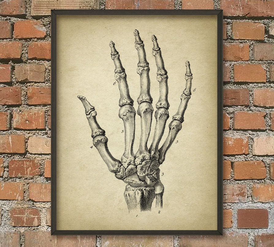 Human Skeleton Hand Print Antique Anatomy Art Poster Human | Etsy