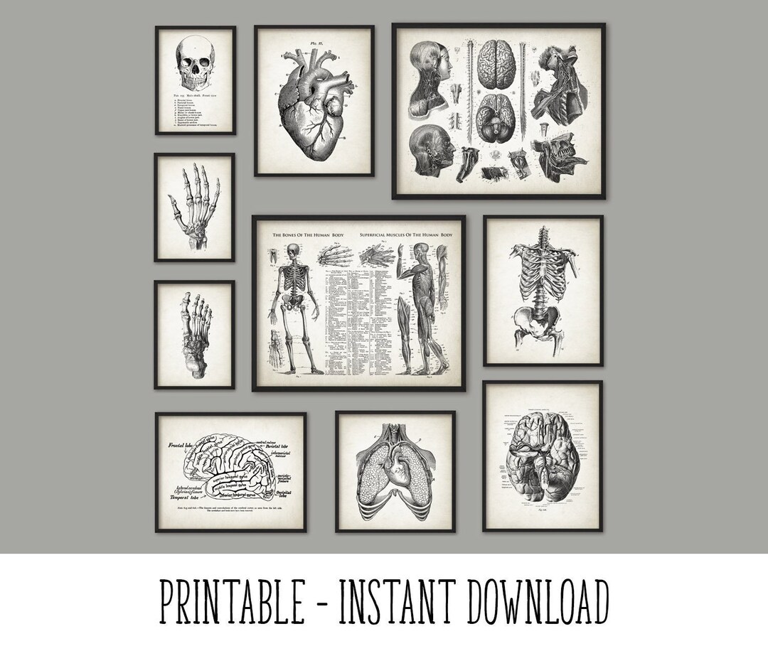 PRINTABLE Set of 10 Anatomy Images Vintage Wall Art Medical - Etsy Canada