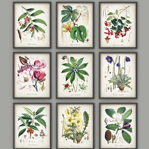 Puede incluir: Nueve ilustraciones bot&aacute;nicas vintage de flores y plantas. Cada ilustraci&oacute;n est&aacute; enmarcada en un marco marr&oacute;n oscuro y presenta un fondo blanco. Las ilustraciones est&aacute;n en un estilo detallado y realista y presentan una variedad de colores, incluyendo rosa, rojo, amarillo, azul y verde.
