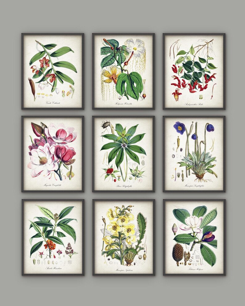 Puede incluir: Nueve ilustraciones bot&aacute;nicas vintage de flores y plantas. Cada ilustraci&oacute;n est&aacute; enmarcada en un marco marr&oacute;n oscuro y presenta un fondo blanco. Las ilustraciones est&aacute;n en un estilo detallado y realista y presentan una variedad de colores, incluyendo rosa, rojo, amarillo, azul y verde.