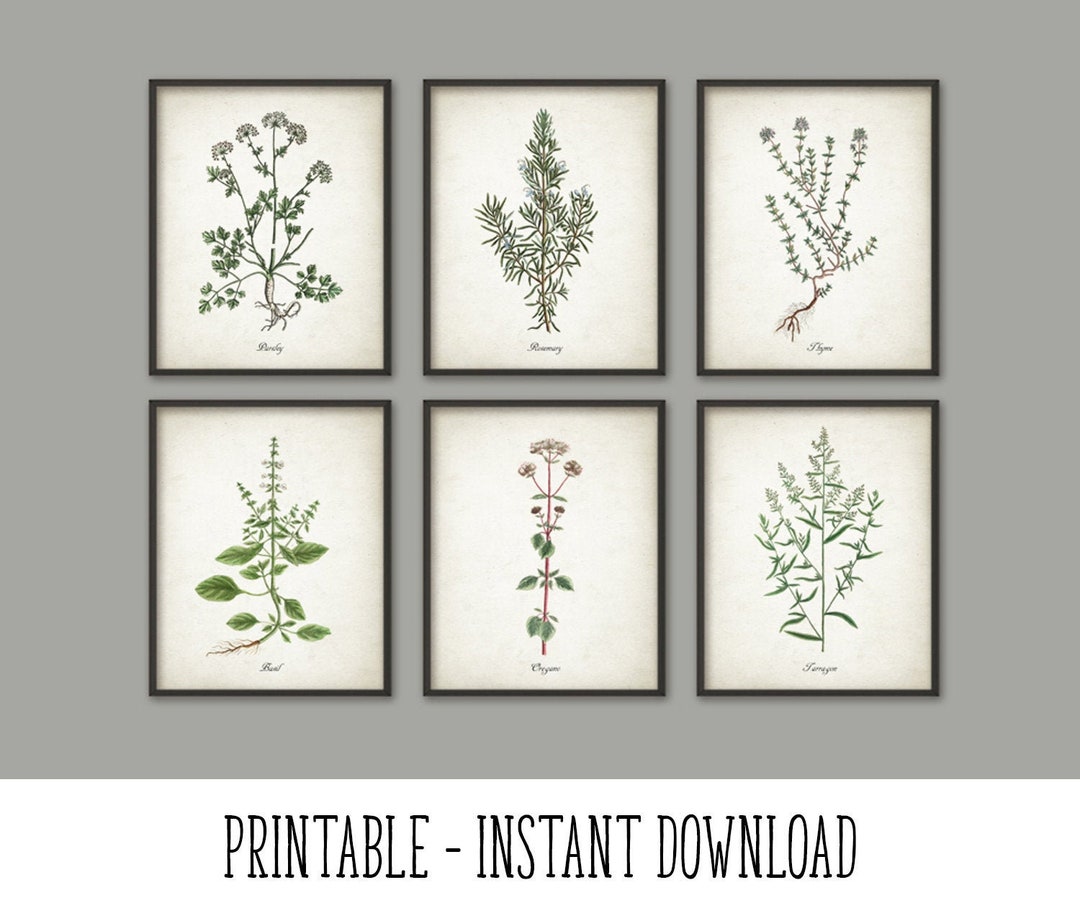 PRINTABLE Kitchen Herbs Wall Art Print Set of 6, Vintage Botanical Herb ...