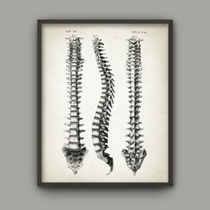 Vintage Spine Art Print, Human Spine, Spine Anatomy Poster, Anatomical Art, Vintage Anatomy, Medical Student, Biology Art Student Gift Idea