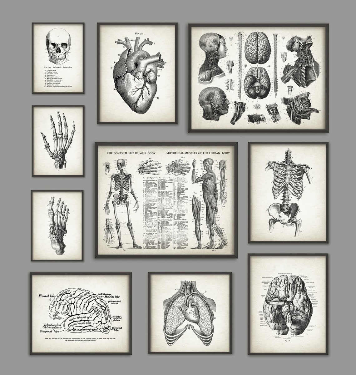 Human Anatomy Antique Art Print Set of 10 - Vintage Anatomy Home Decor ...