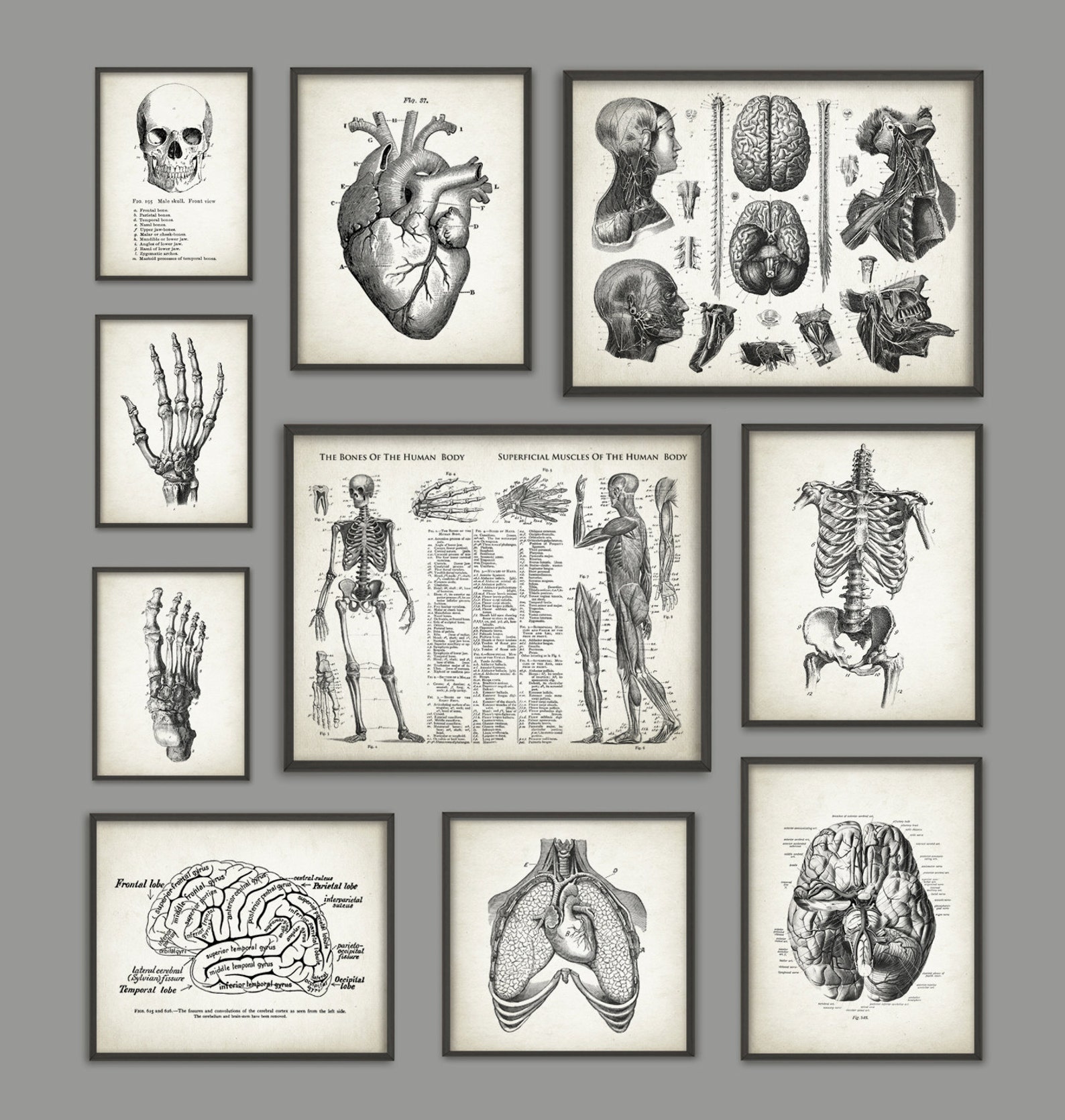 Human Anatomy Antique Art Print Set of 10 - Vintage Anatomy Home Decor ...