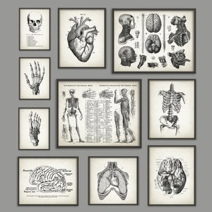 Human Anatomy Antique Art Print Set of 10 - Vintage Anatomy Home Decor ...