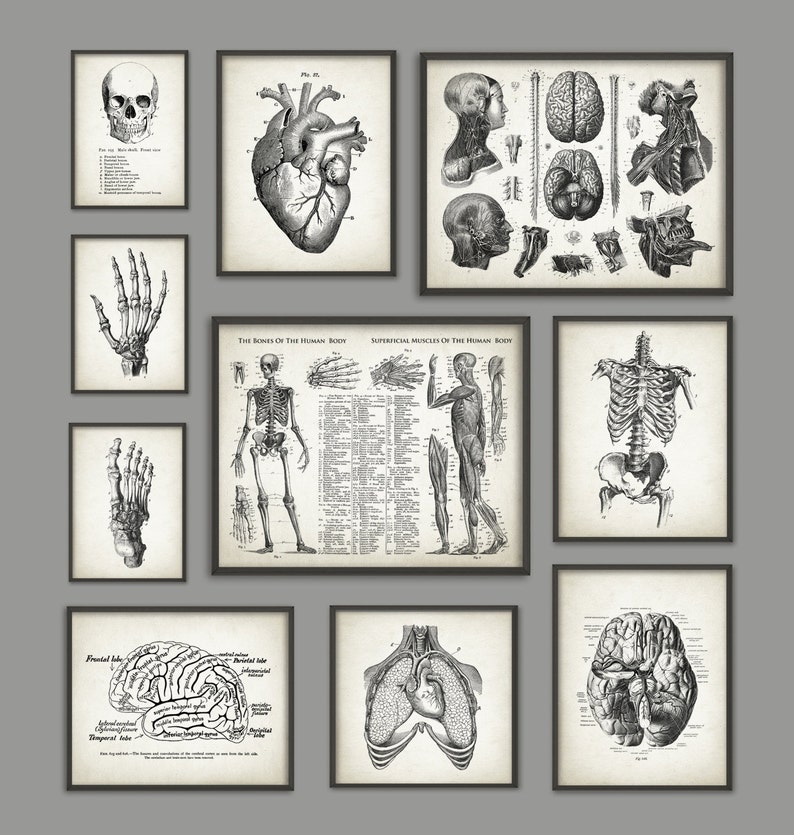 Human Anatomy Antique Art Print Set of 10 - Vintage Anatomy Home Decor ...