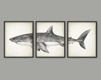 Great White Shark Watercolor Art Print Set Of 3, Shark Wall Art, Great White Shark Bathroom Wall Art, Sea Life, Marine Biology
