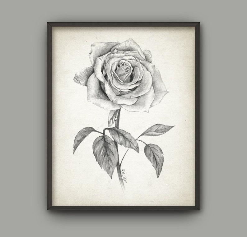 Rose Pencil Drawing Print Rose Pencil Drawing Centifolia Rose Art Print Cabbage Rose Flower Rose Plant Print Botanical Home Decor B1099