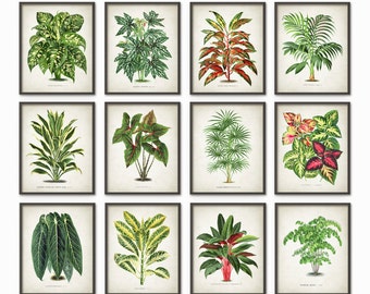 May include: A collection of twelve framed botanical prints featuring detailed illustrations of various plants. The prints showcase a variety of green foliage with accents of red and yellow, set against a neutral background. Each print is enclosed in a black frame.
